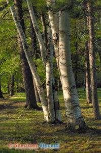 Vincent-The-Birch-Family-300