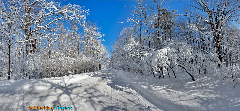 Seneca Park Road - 2 by Sheridan Vincent