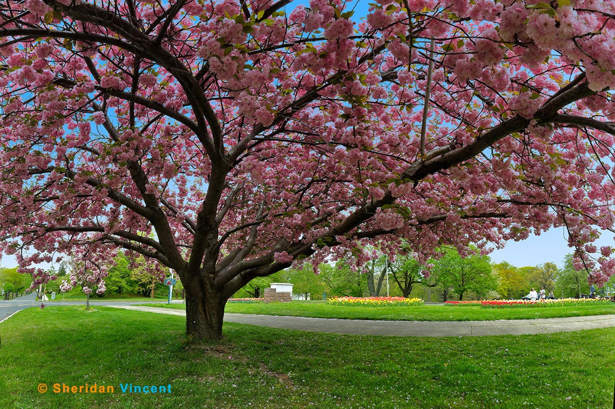 Tree Blossoms at Highland Park