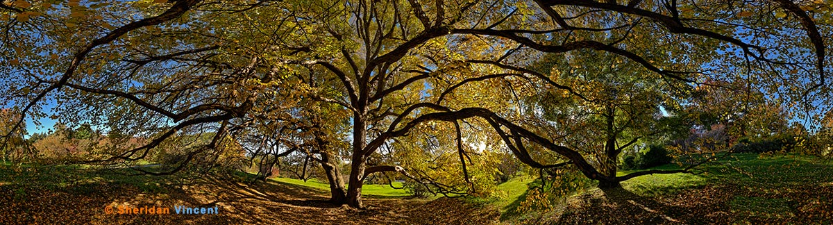 Katsura Late Fall by Sheridan Vincent