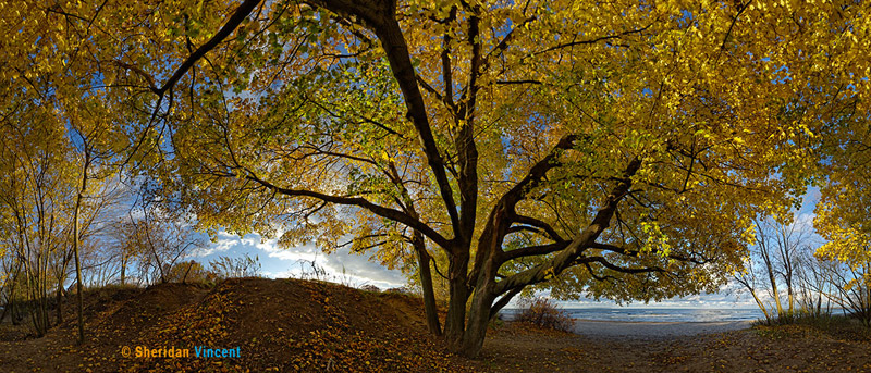 Maple-Durand Eastman Beach by Sheridan Vincent