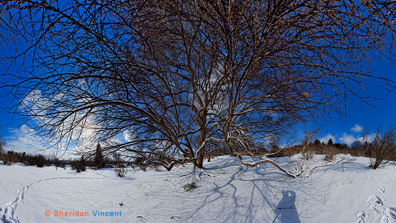 Katsura - Highland Park Winter-1 by Sheridan Vincent