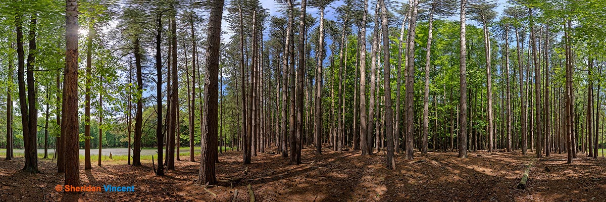 Pine Stand: Letchworth Park by Sherian Vincent