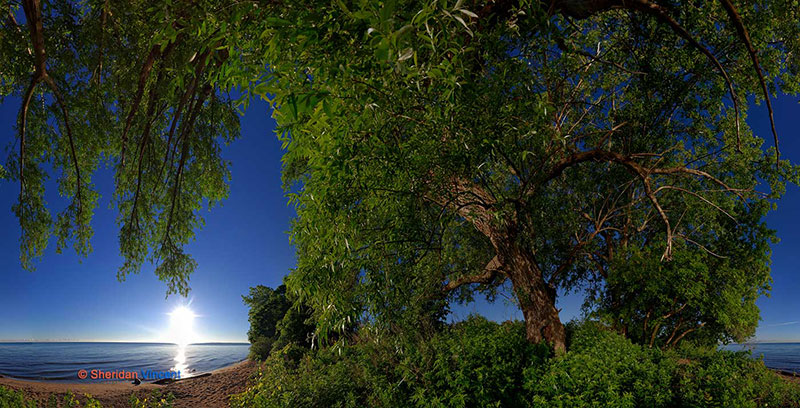 Willow: Durand Eastman Beach