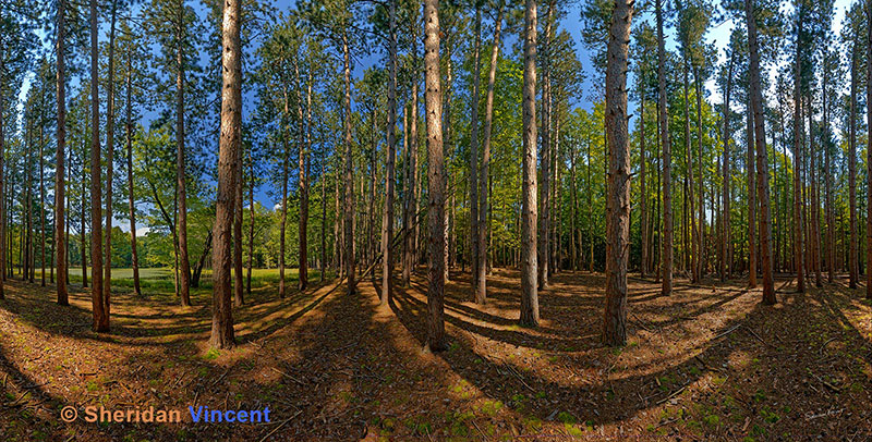 Pine Stand Letchworth 2018