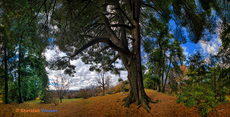 Highland Pine  Winter Solstice